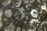 Polished Devonian Fossil Coral and Bryozoan Plate - Morocco #365148-1